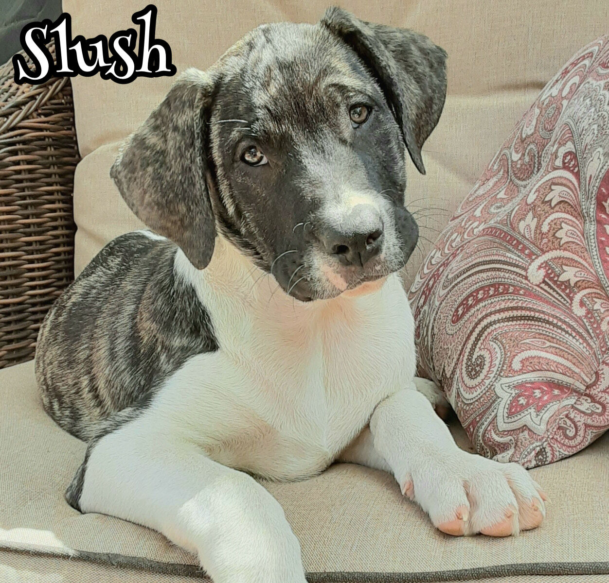 Slush